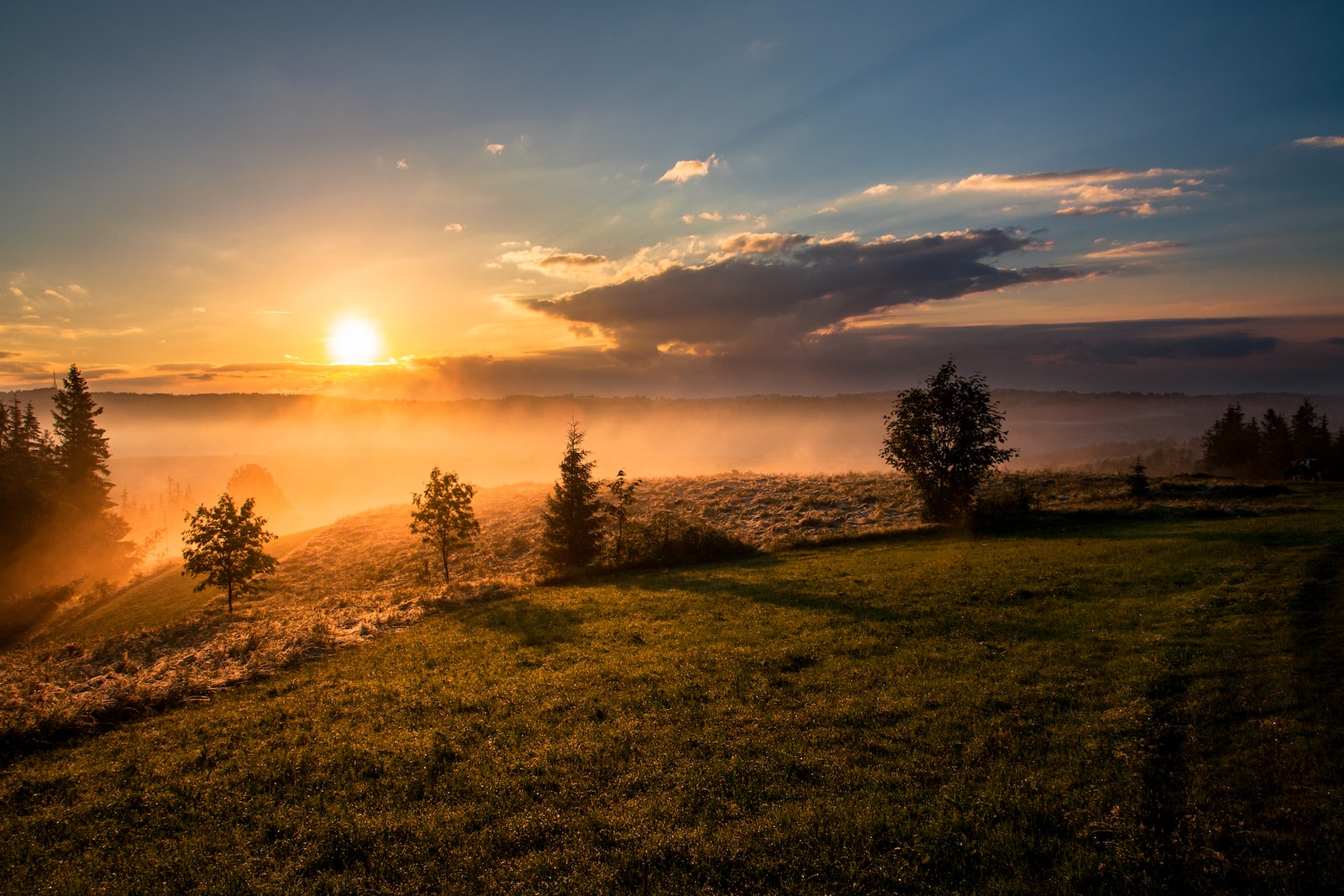 Photo by Dawid Zawiła trees under cloudy sky during sunset