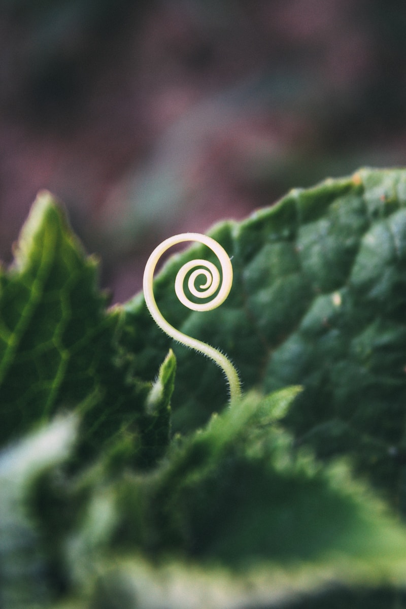 Photo by Bogomil Mihaylov macro photography of green leaves
