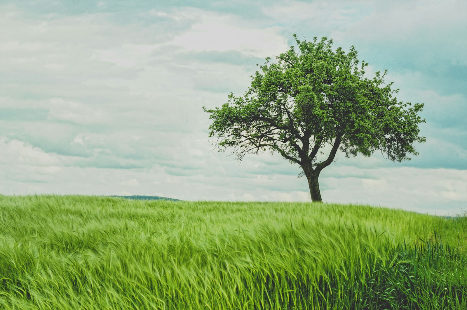 Photo by Johann Siemens green tree on grassland during daytime